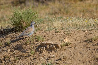 Avrupa kaplumbağa güvercini Columbidae familyasından bir kuş türüdür..