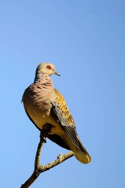Avrupa kaplumbağa güvercini Columbidae familyasından bir kuş türüdür..