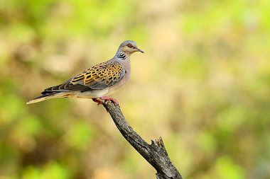 Avrupa kaplumbağa güvercini Columbidae familyasından bir kuş türüdür..