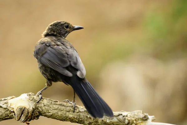 The common blackbird is a species of passerine bird in the Turdidae family. — Foto Stock