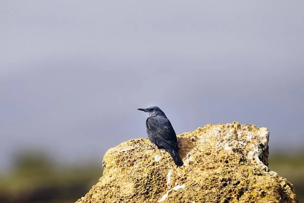 The lone rocker is a species of passerine bird in the Muscicapidae family. — ストック写真