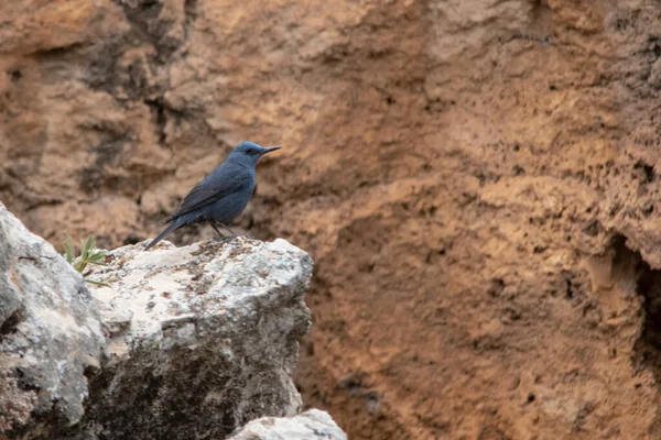 Der Einzeltäter ist eine Art Passantenvogel aus der Familie der Muscicapidae. — Stockfoto