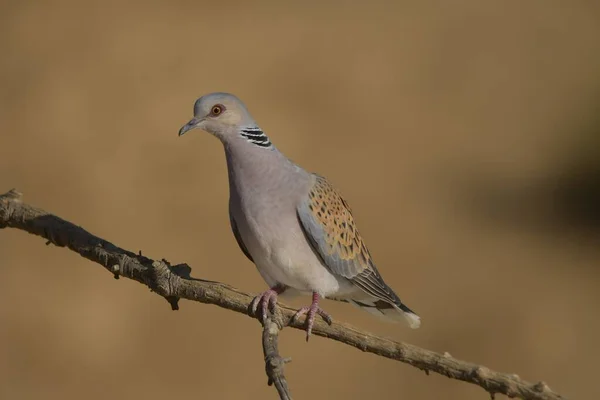 La Tourterelle d'Europe est une espèce d'oiseaux de la famille des Columbidae.. — Photo