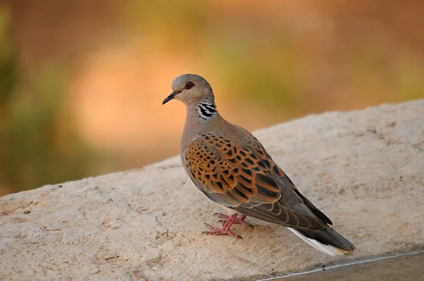 La Tourterelle d'Europe est une espèce d'oiseaux de la famille des Columbidae.. — Photo