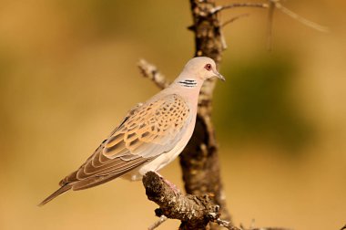 Avrupa kaplumbağa güvercini Columbidae familyasından bir kuş türüdür..