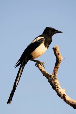 Saksağan, Corvidae familyasından bir kuş türüdür..