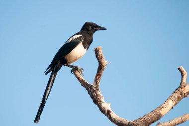 Saksağan, Corvidae familyasından bir kuş türüdür..
