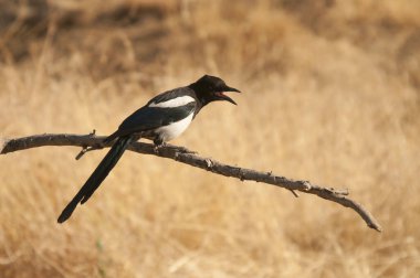 Saksağan, Corvidae familyasından bir kuş türüdür..