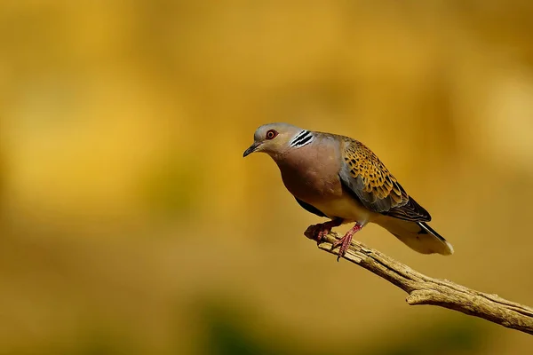 The European turtle dove is a species of columbiform bird in the Columbidae family. — Stock Photo, Image