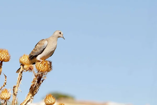 The European turtle dove is a species of columbiform bird in the Columbidae family. — 图库照片