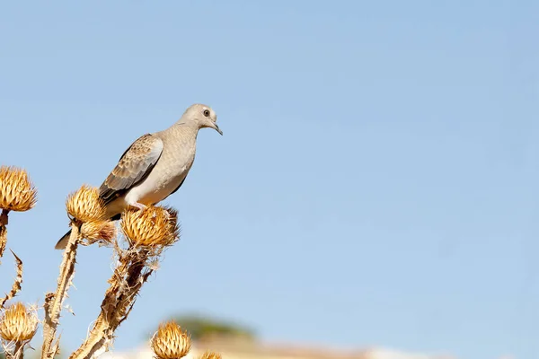 Az európai teknős galamb a kolumbiai madárfaj a Columbidae családban.. — Stock Fotó