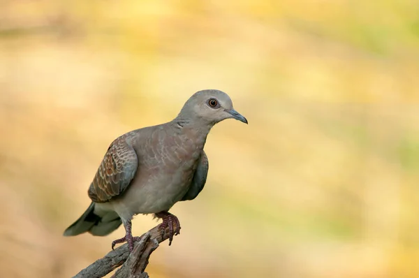 The European turtle dove is a species of columbiform bird in the Columbidae family. — стокове фото