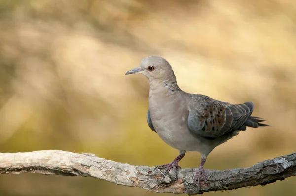 ヨーロッパのカメ鳩（ヨーロッパのカメ鳩）は、コロンブス科の鳥類の一種である。. — ストック写真