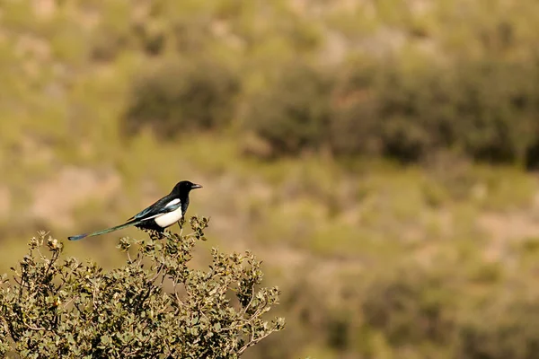 The common magpie is a species of passerine bird in the Corvidae family. — 스톡 사진