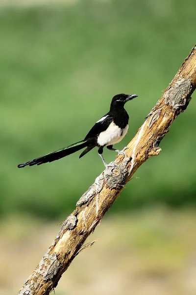 The common magpie is a species of passerine bird in the Corvidae family. — Stock Fotó