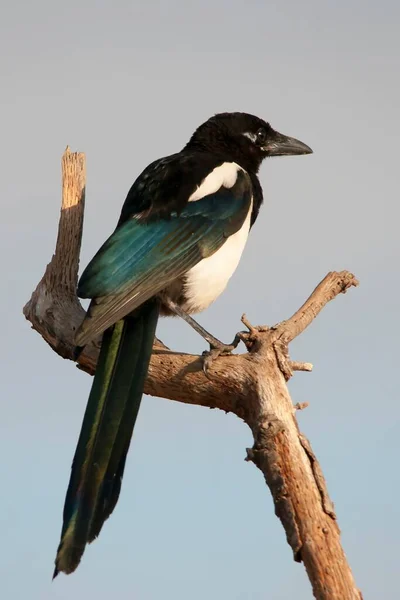 The common magpie is a species of passerine bird in the Corvidae family. — Stock Photo, Image