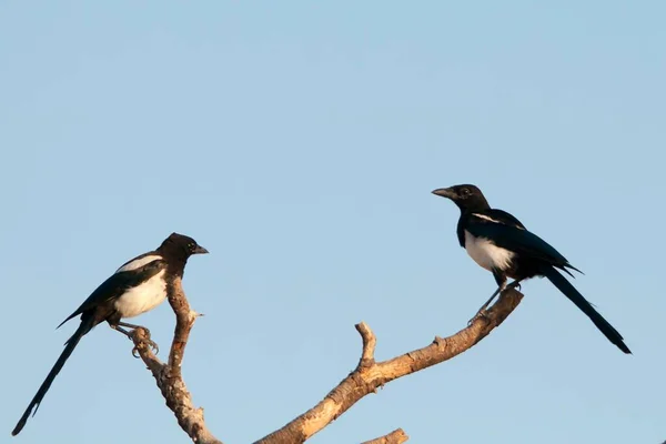 The common magpie is a species of passerine bird in the Corvidae family. — Foto Stock