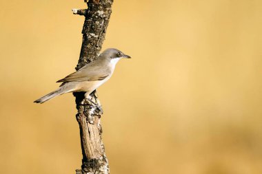 Warbler, Sylviidae familyasından bir kuş türü..