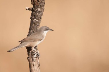 Warbler, Sylviidae familyasından bir kuş türü..