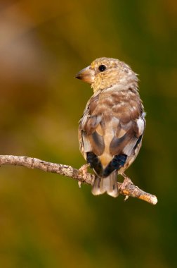 Büyük Bill, Fringillidae familyasından bir kuş türü..