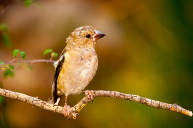 Büyük Bill, Fringillidae familyasından bir kuş türü..