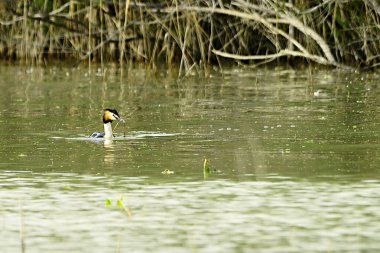 Podiceps cristatus - Büyük ibikli grebe, Podicipedidae familyasından bir kuş türü..
