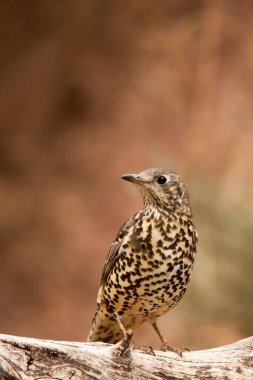 Charlo ardıç kuşu, Turdidae familyasından bir kuş türü..