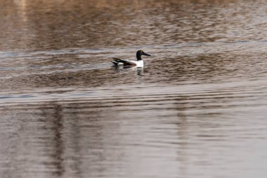 Yaygın kaşık, Anatidae familyasından bir anseriform kuştur..