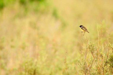 Afrika taşı Muscicapidae familyasından bir kuş türüdür..