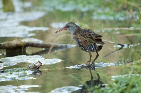 The European rail or common rail is a species of bird in the Rallidae family. — стоковое фото