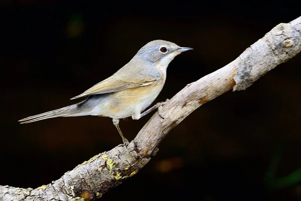 The warbler is a species of passerine bird in the Sylviidae family. — Stock Fotó