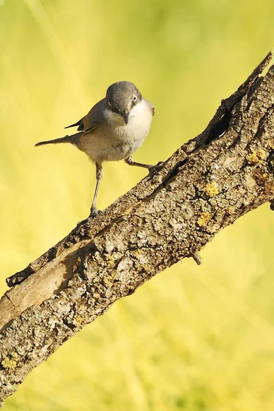 The warbler is a species of passerine bird in the Sylviidae family. — Zdjęcie stockowe