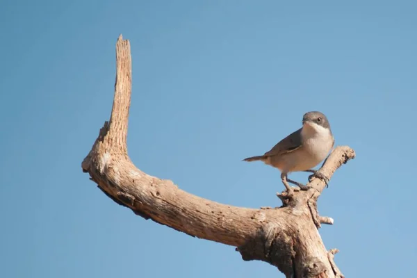 Der Waldsänger ist eine Art Passantenvogel aus der Familie der Sylviidae. — Stockfoto
