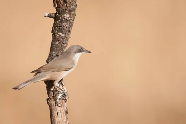 The warbler is a species of passerine bird in the Sylviidae family. — Zdjęcie stockowe