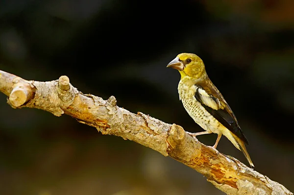 Der Große Bill ist eine Art Passantenvogel aus der Familie der Fringillidae. — Stockfoto