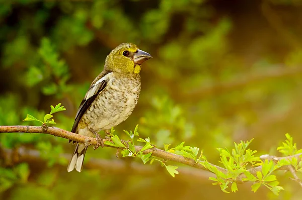 Wielki Bill to gatunek ptaka z rodziny Fringillidae.. — Zdjęcie stockowe
