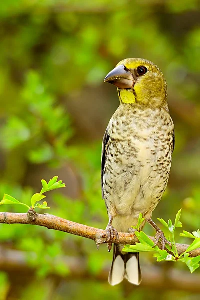 The Great Bill is a species of passerine bird in the family Fringillidae. — Stock Photo, Image