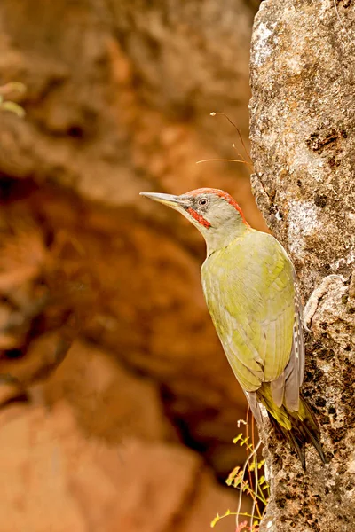 The Iberian woodpecker, or simply Iberian woodpecker, is a species of piciform bird of the Picidae family. — Stock Photo, Image