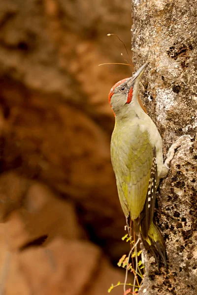 The Iberian woodpecker, or simply Iberian woodpecker, is a species of piciform bird of the Picidae family. — 스톡 사진