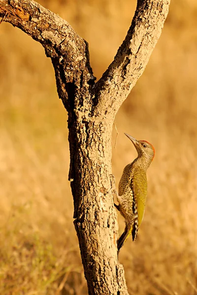 이 베리아 딱다구리 (Iberian woodpecker) 또는 이 베리아 딱다구리 (Iberian woodpecker) 는 피그미 과에 속하는 파식력 있는 새의 일종이다. — 스톡 사진