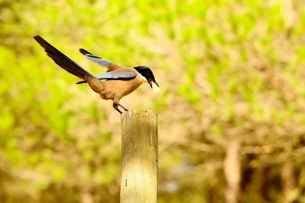 Der iberische Langschwanzvogel, auch Rabuo und Mohno genannt, ist eine Art Passantenvogel aus der Familie der Corvidae. — Stockfoto