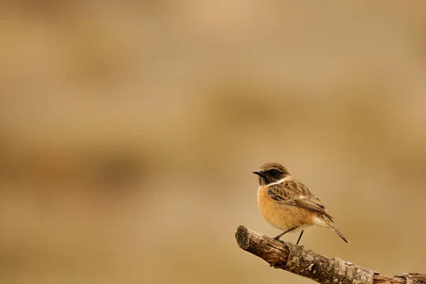 The African stone stone is a species of passerine bird in the Muscicapidae family. — Foto de Stock