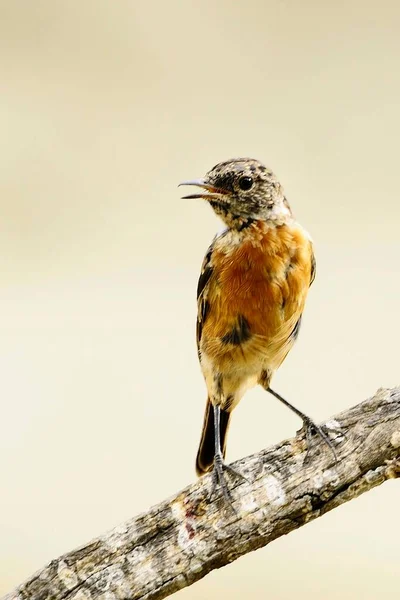 The African stone stone is a species of passerine bird in the Muscicapidae family. — Stockfoto