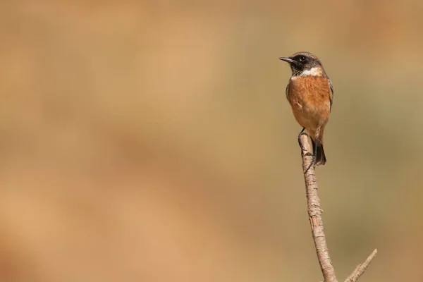 Afrika taşı Muscicapidae familyasından bir kuş türüdür.. — Stok fotoğraf