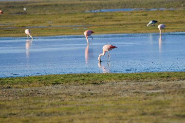 Şili flamingosu ya da güney flamingosu, Phoenicopteridae familyasından bir kuş türü..