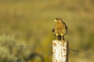 Ashen harrier veya Ashen hawk, atmacagiller (Accipitridae) familyasından bir kuş türü..