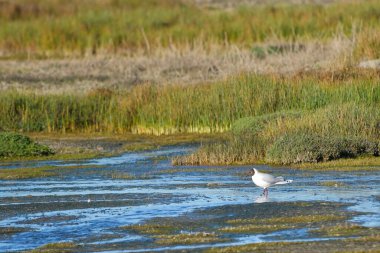 Kahverengi başlıklı martı, Laridae familyasından bir Charadriiform kuşudur..