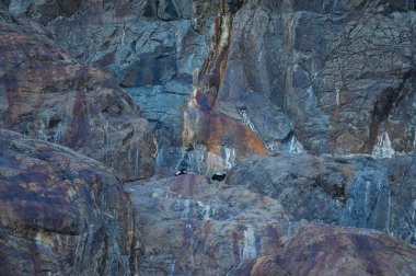 And Akbabaları, Cathartidae familyasından bir kuş türü..