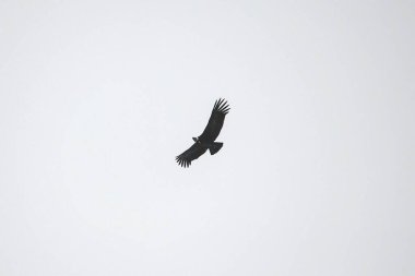 And Akbabaları, Cathartidae familyasından bir kuş türü..