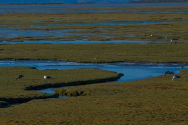 Kazlar ya da Macellan kazı, Anatidae familyasından bir anseriform kuş türü..